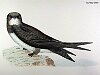 The Alpine Swift, BirdCheck.co.uk