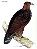 The Golden Eagle, BirdCheck.co.uk