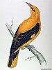 The Golden Oriole , BirdCheck.co.uk