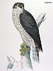 The Gos Hawk, BirdCheck.co.uk