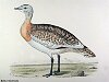 The Great Bustard , BirdCheck.co.uk