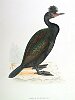 The Green Cormorant, BirdCheck.co.uk