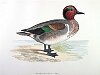 The Green-winged Teal , BirdCheck.co.uk
