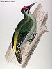 The Green Woodpecker, BirdCheck.co.uk