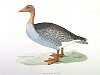 The Greylag Goose, BirdCheck.co.uk