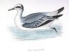 The Grey Phalarope, BirdCheck.co.uk