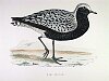The Grey Plover , BirdCheck.co.uk