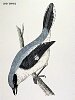 The Grey Shrike, BirdCheck.co.uk