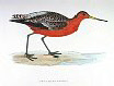 The Bar-tailed Godwit , BirdCheck.co.uk