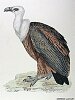 The Griffon Vulture, BirdCheck.co.uk