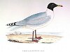 The Great Black-headed Gull , BirdCheck.co.uk