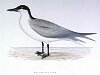 The Gull-billed Tern , BirdCheck.co.uk