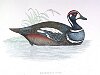 The Harlequin Duck, BirdCheck.co.uk