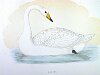 The Hooper Swan, BirdCheck.co.uk