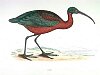 The Ibis, BirdCheck.co.uk