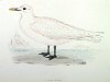 The Ivory Gull , BirdCheck.co.uk