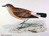 The Isabelline Shrike , BirdCheck.co.uk