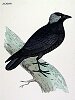 The Jackdaw, BirdCheck.co.uk