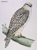 The Jer Falcon, BirdCheck.co.uk