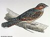 The Red-necked Nightjar , BirdCheck.co.uk