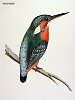 The Kingfisher, BirdCheck.co.uk