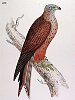 The Kite, BirdCheck.co.uk