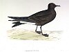 The Leache's Petrel, BirdCheck.co.uk