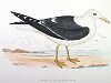 The Lesser Black-backed Gull , BirdCheck.co.uk