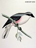 The Lesser Grey Shrike, BirdCheck.co.uk