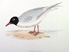 The Little Gull , BirdCheck.co.uk