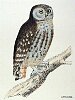 The Little Owl, BirdCheck.co.uk