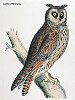 The Long Eared Owl, BirdCheck.co.uk