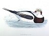 The Long-tailed Duck, BirdCheck.co.uk