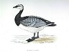 The Bernicale Goose, BirdCheck.co.uk