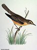 The Marsh Warbler , BirdCheck.co.uk