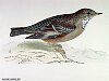 The Alpine Warbler, BirdCheck.co.uk