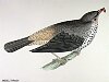 The Mistle Thrush - - - Turdus viscivorus, BirdCheck.co.uk