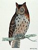 The Mottled Owl, BirdCheck.co.uk