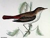 The Nightingale , BirdCheck.co.uk