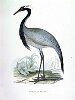 The Numidian Crane, BirdCheck.co.uk
