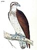 The Osprey, BirdCheck.co.uk