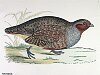 The Partridge, BirdCheck.co.uk