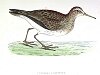 The Pectoral Sandpiper , BirdCheck.co.uk