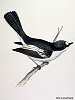 The Pied Flycatcher, BirdCheck.co.uk