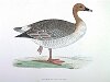 The Pink-footed Goose, BirdCheck.co.uk