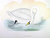 The Polish Swan, BirdCheck.co.uk