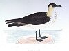 The Pomarine Skua , BirdCheck.co.uk