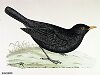 The Blackbird , BirdCheck.co.uk