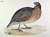 The Quail, BirdCheck.co.uk