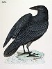 The Raven, BirdCheck.co.uk